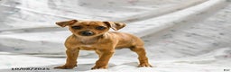 Miniature Pinscher dogs for sale: Nutella - Ad 1