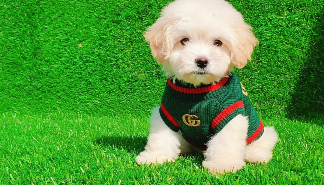 Maltipoo dogs for sale: GUCCI - Ad 3