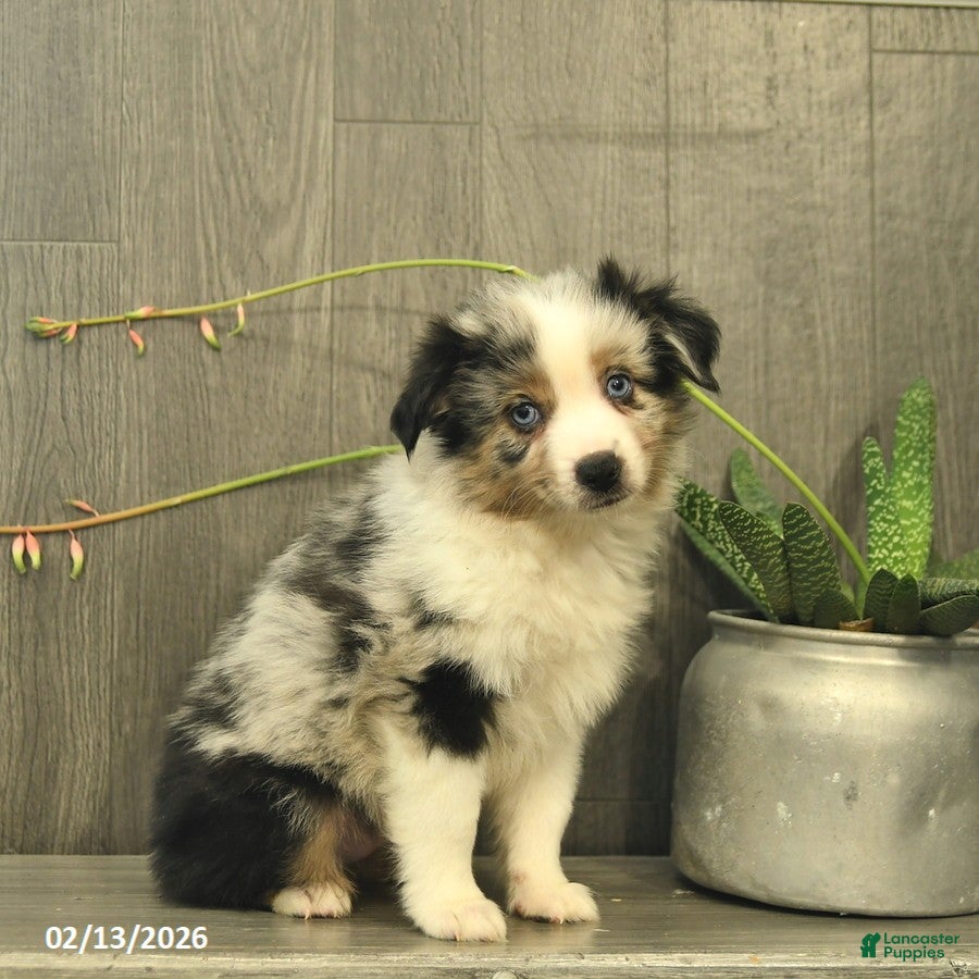 Miniature Australian Shepherd dogs Cheif  - Ad 2