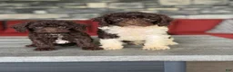Miniature Poodle dogs for sale: Saturn - Ad 3