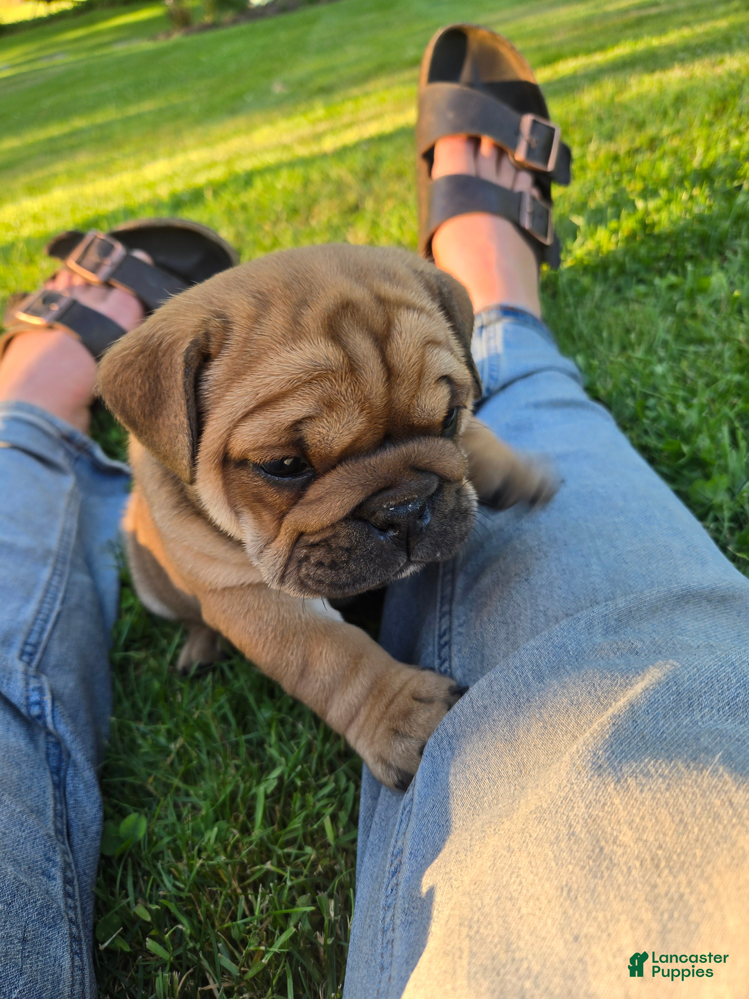 English Bulldog dogs Barkley - Ad 1