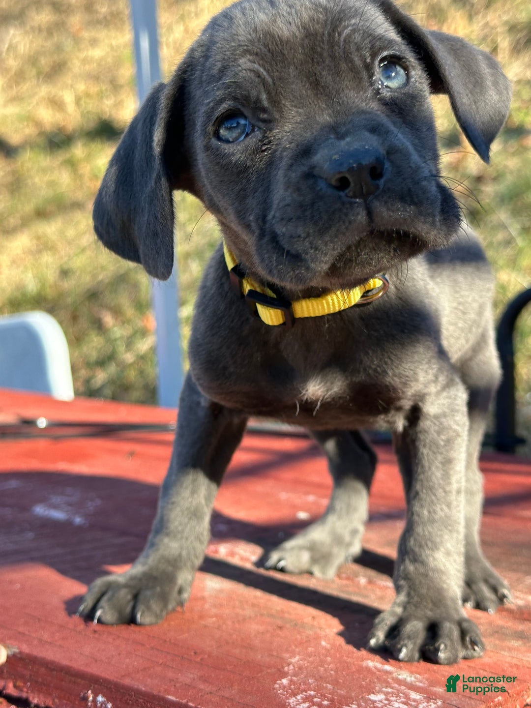 Cane Corso dogs for sale: Alia - Ad 1