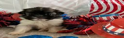 Shih Tzu dogs for sale: Creed - Ad 6
