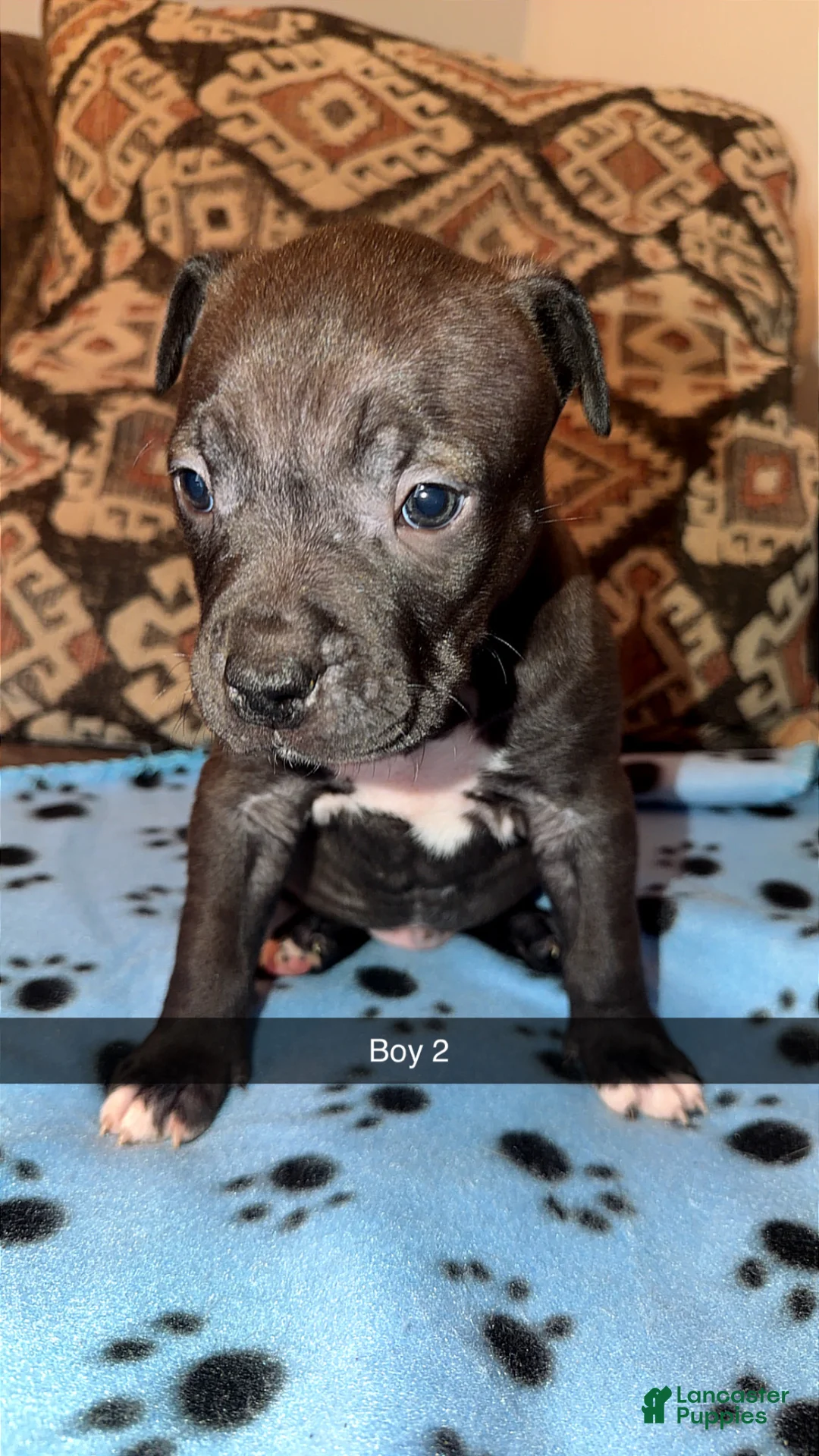 Mixed Breed dogs for sale: Mixed Breed Puppy 6 - Ad 1