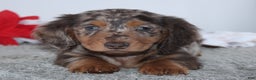 Miniature Dachshund dogs for sale: Harrison - Ad 5