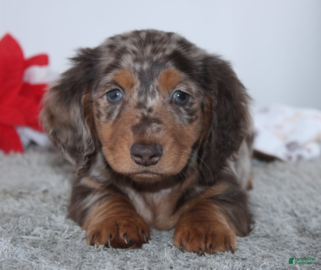 Miniature Dachshund dogs for sale: Harrison - Ad 5