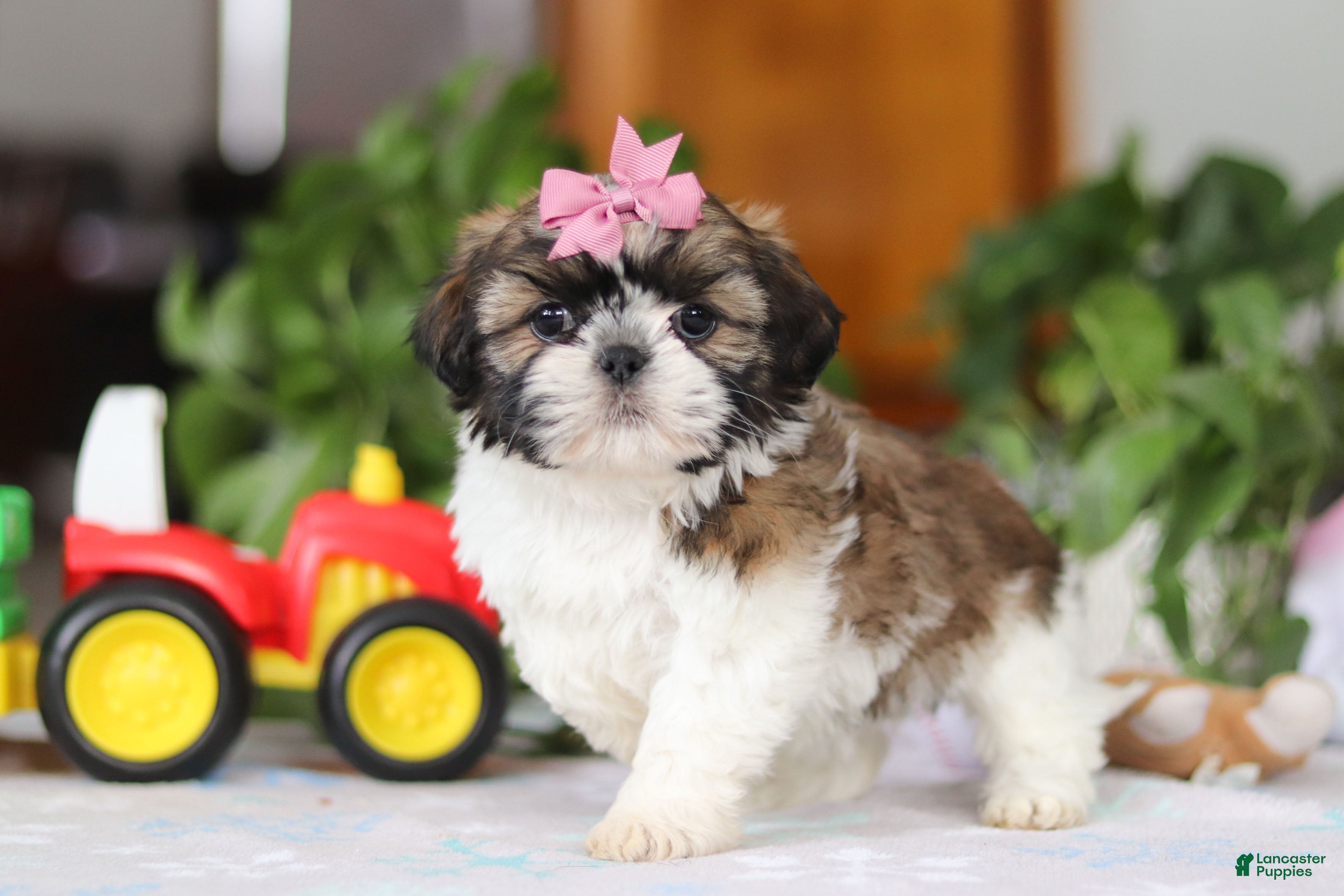 Shih Tzu dogs Tessa - Ad 33