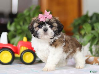 Shih Tzu dogs Tessa - Ad 33