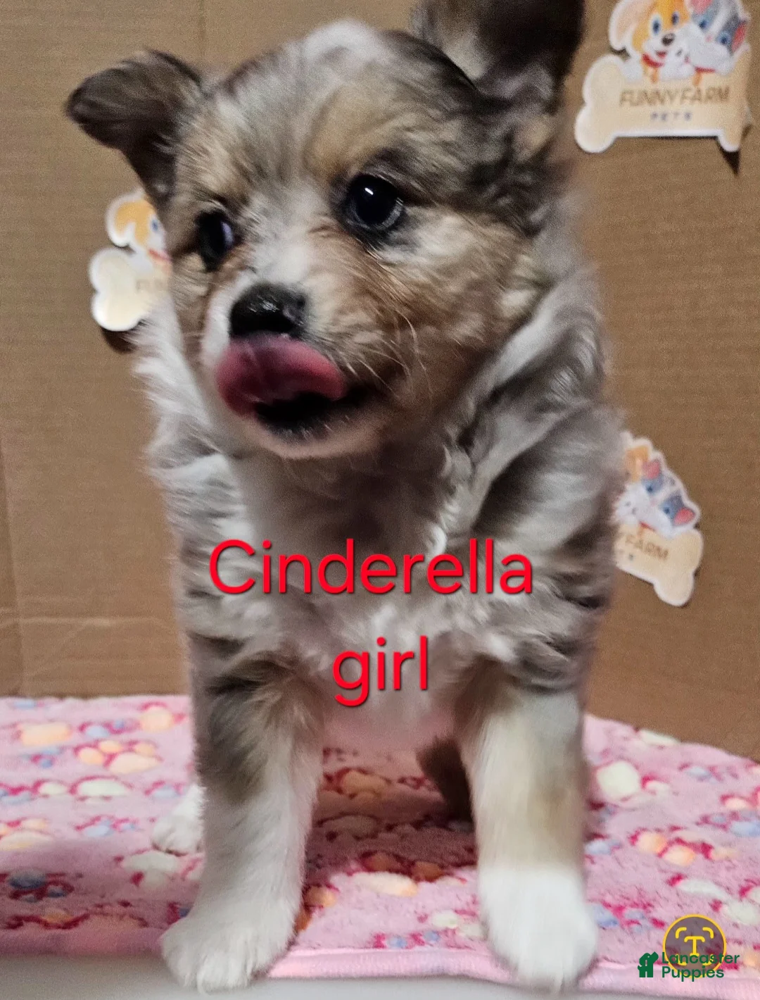 Mixed Breed dogs for sale: Aussiepom pup "Cinderella" - Ad 2