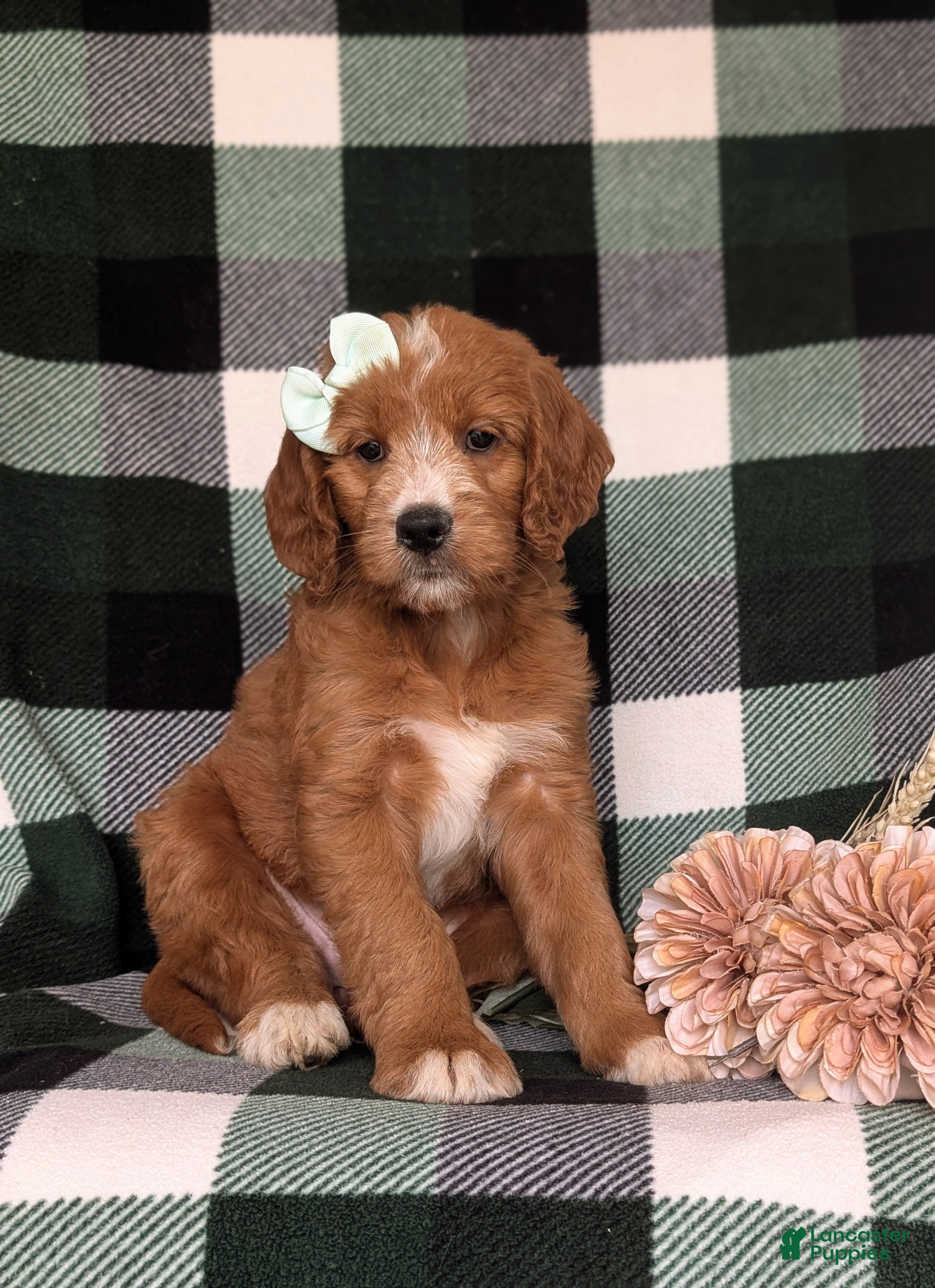 Goldendoodle dogs Viktoria - Ad 1