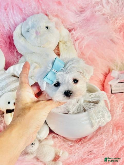 Maltese dogs Teacup Maltese 1 - Ad 1