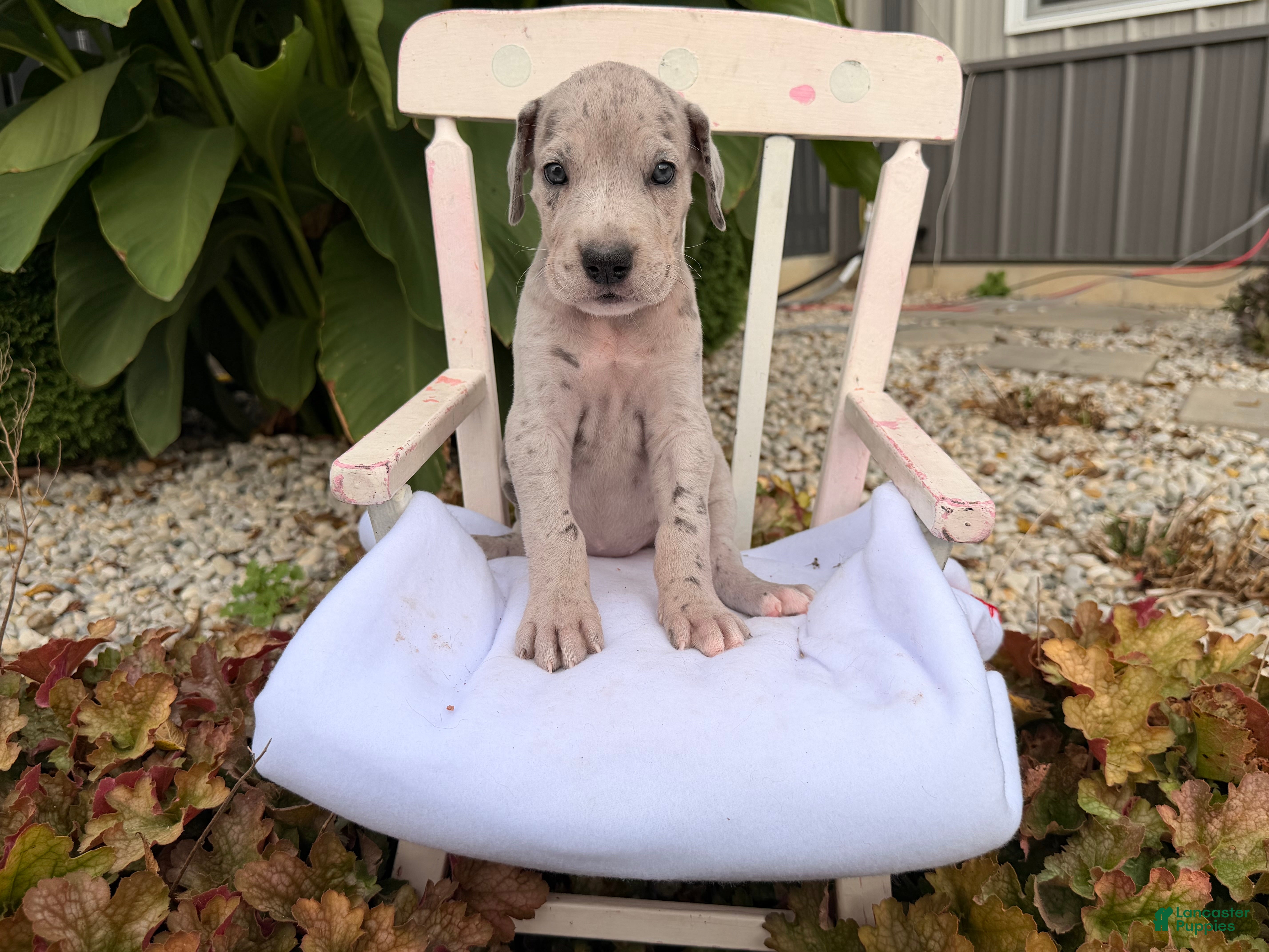 Great Dane dogs Octavia - Ad 2