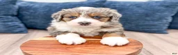 Mini Bernedoodle dogs for sale: Aspen - Ad 3