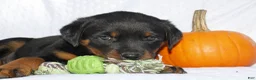 Rottweiler dogs for sale: Hank - Ad 2