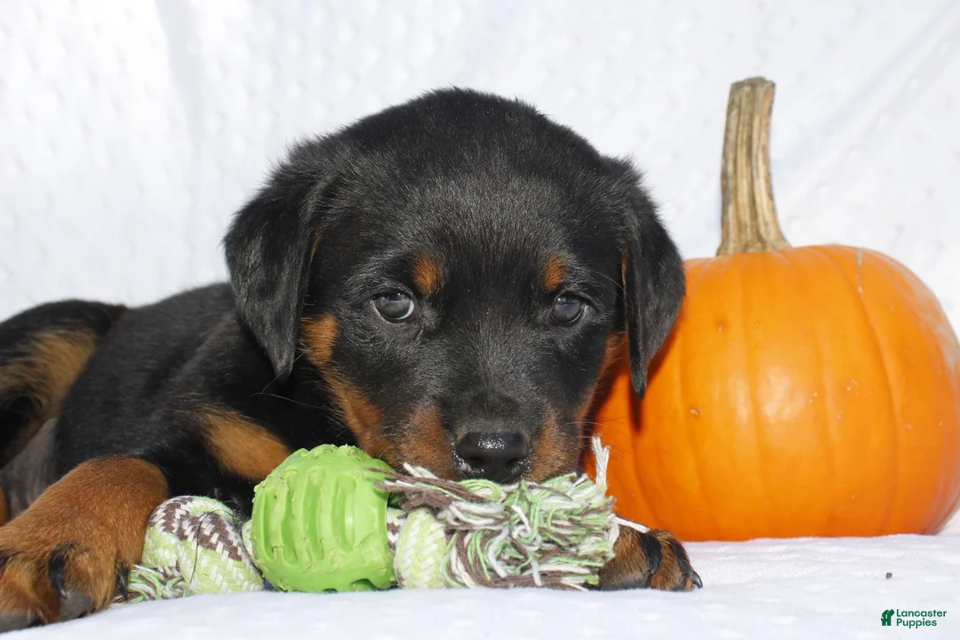 Rottweiler dogs for sale: Hank - Ad 2