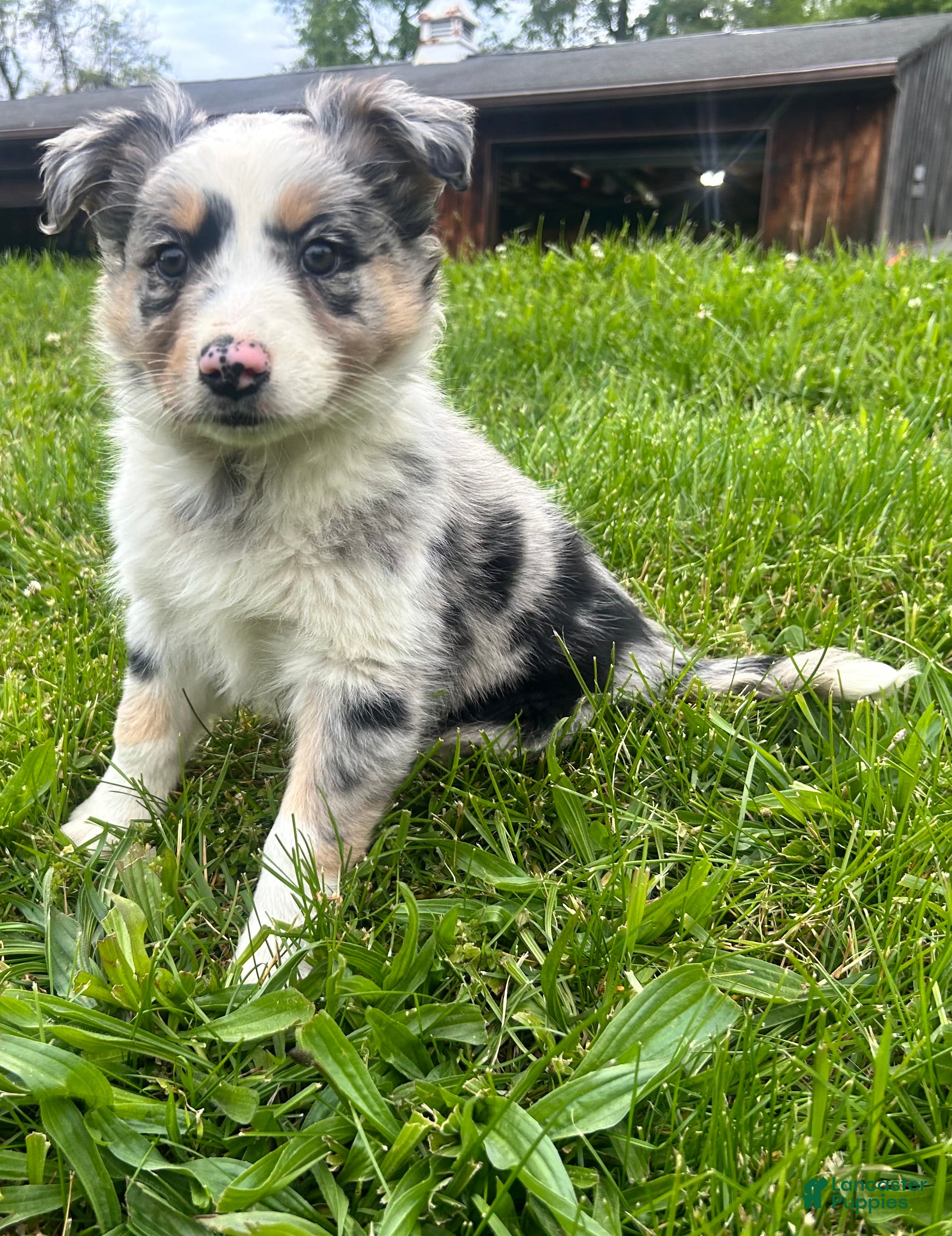 Australian Shepherd dogs for sale: Thing 1 - Ad 2