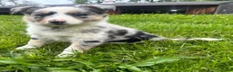 Australian Shepherd dogs for sale: Thing 1 - Ad 1