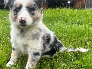 Australian Shepherd dogs for sale: Thing 1 - Ad 2