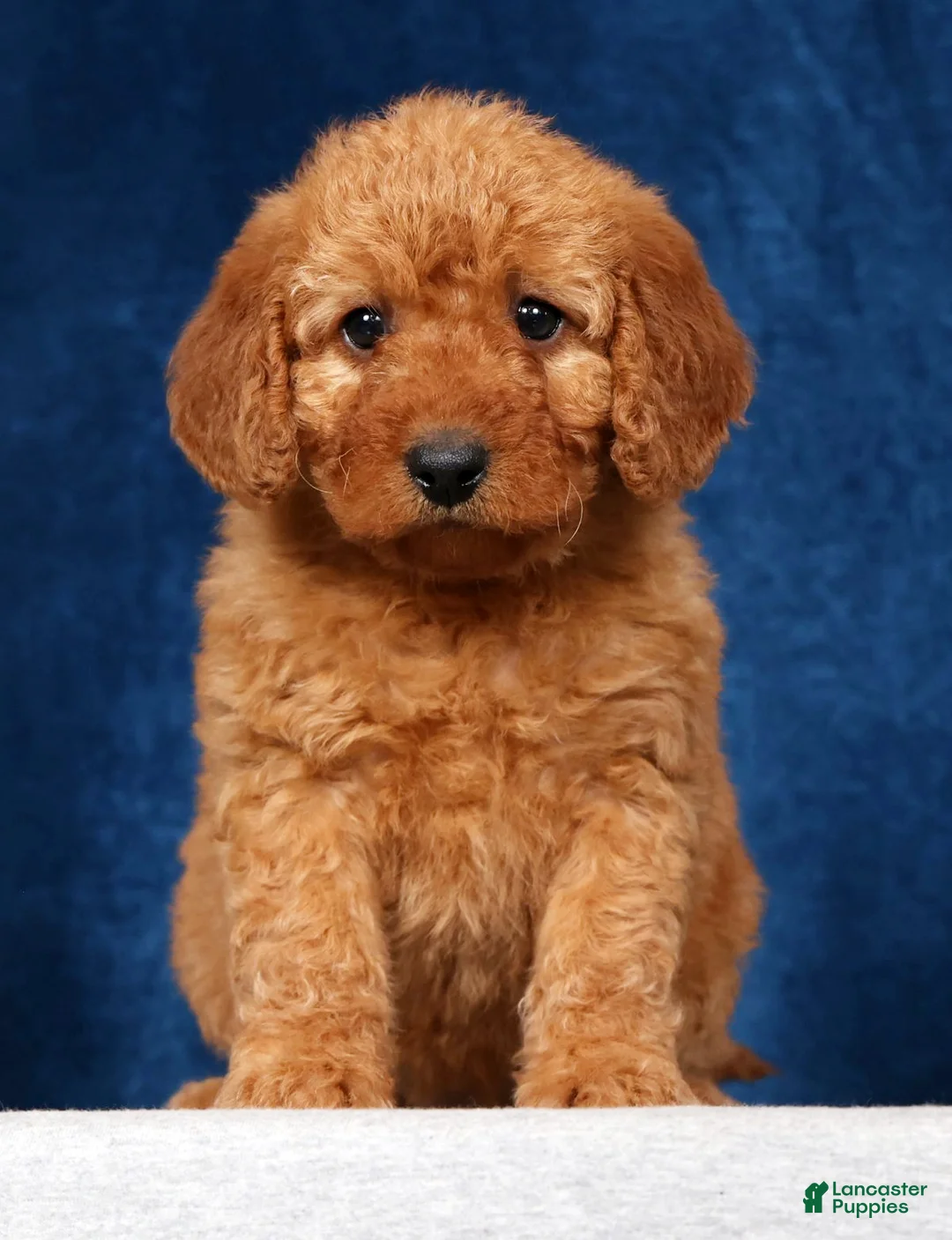 Mini Goldendoodle dogs for sale: Stella - Ad 1
