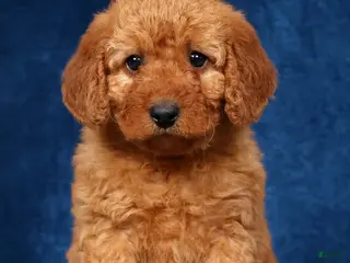 Mini Goldendoodle dogs for sale: Stella - Ad 2