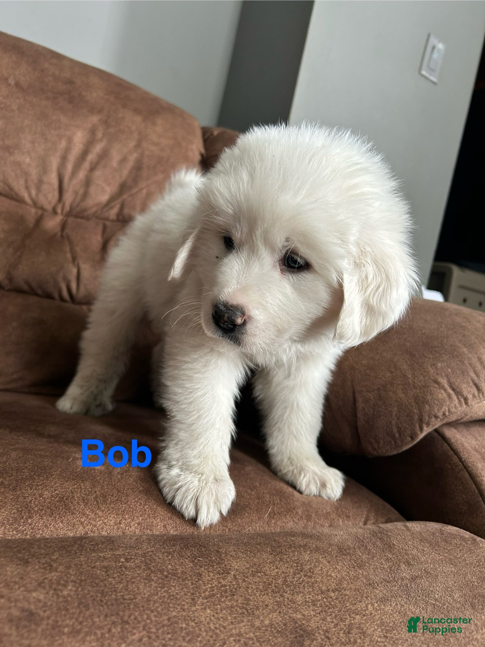 Great Pyrenees dogs Big Bob - Ad 33