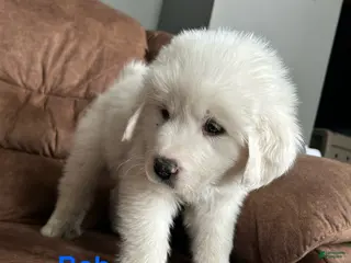 Great Pyrenees dogs Big Bob - Ad 33