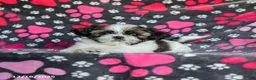 Shih Tzu dogs for sale: Molasses - Ad 12