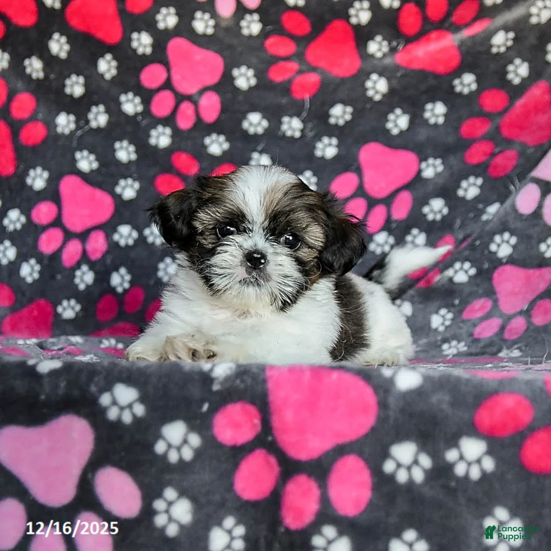 Shih Tzu dogs for sale: Molasses - Ad 12
