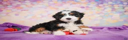 Mini Bernedoodle dogs for sale: Shadow - Ad 8