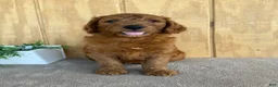 Goldendoodle dogs for sale: Goldie - Ad 14