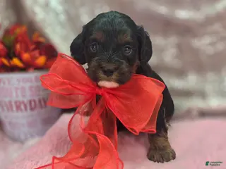 Cockapoo dogs Cosmo - Ad 13