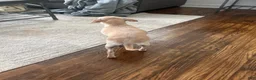Chihuahua dogs for sale: Chihuahua  - Ad 1