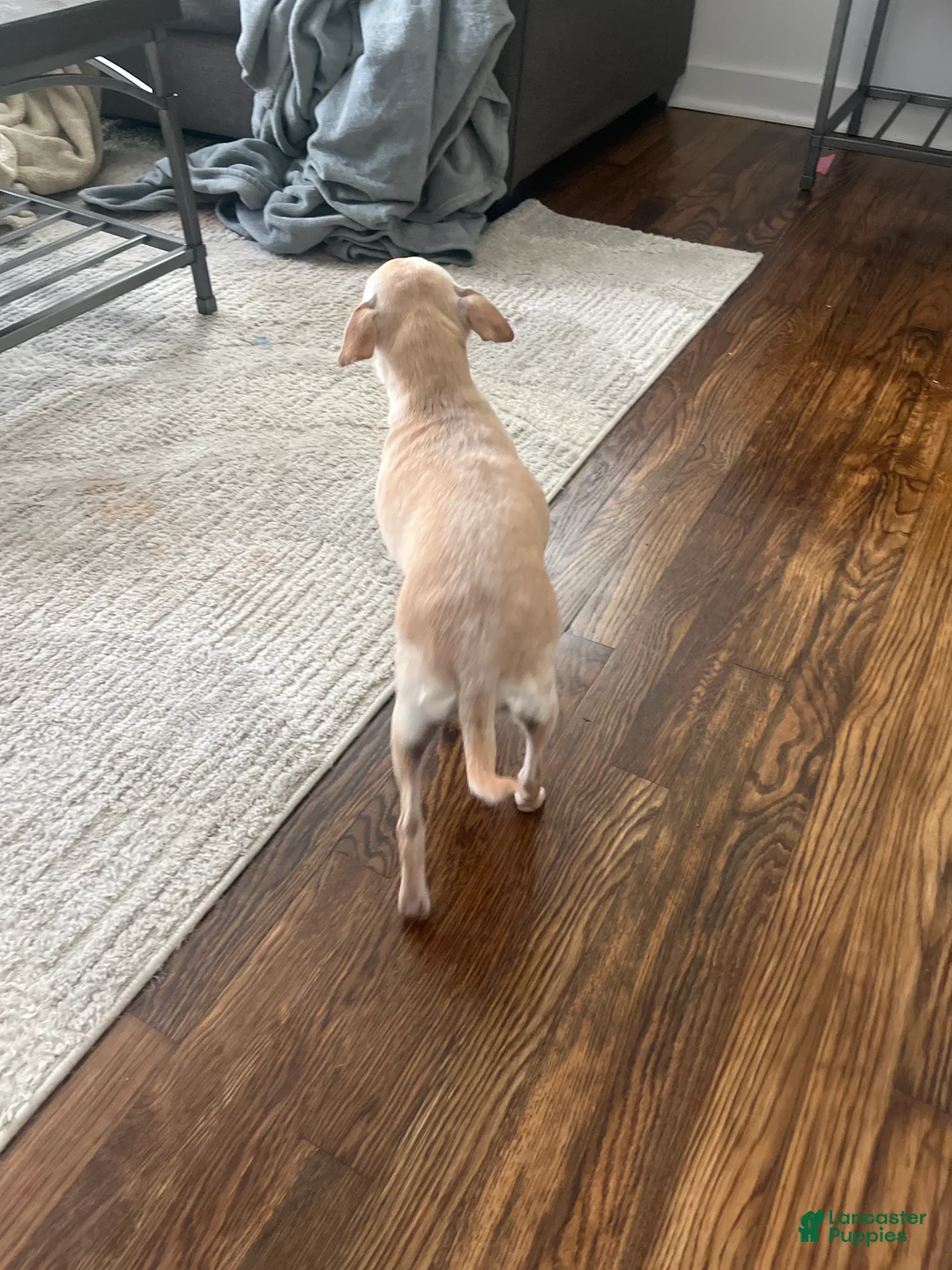 Chihuahua dogs for sale: Chihuahua  - Ad 1