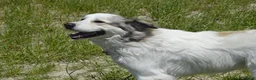 Mixed Breed dogs for sale: Working Anatolian Pyrenees Great Pyrenees - Ad 6
