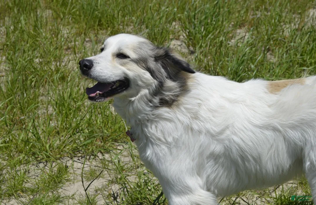Mixed Breed dogs for sale: Working Anatolian Pyrenees Great Pyrenees - Ad 6