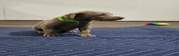 Doberman Pinscher dogs for sale: Doberman Pinscher 1 - Ad 2