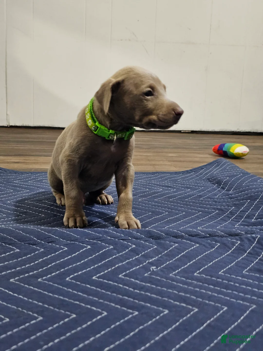 Doberman Pinscher dogs for sale: Doberman Pinscher 1 - Ad 2