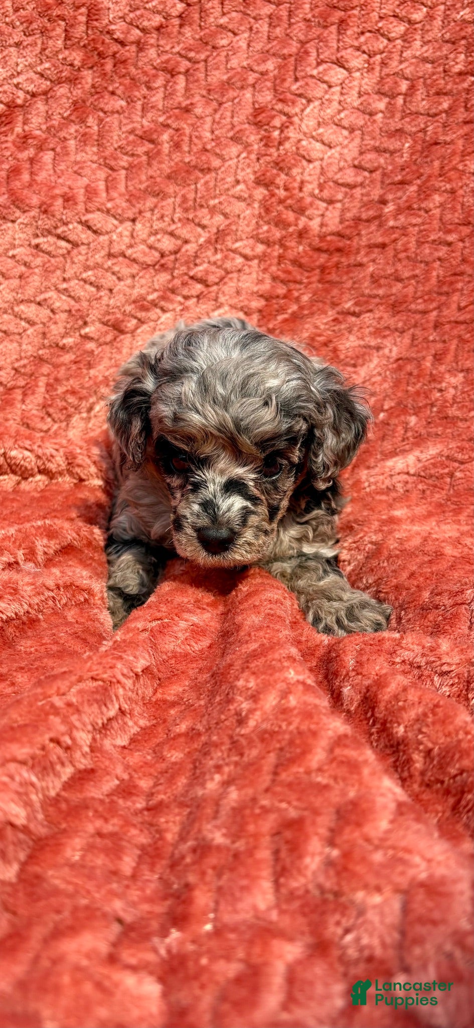 Mixed Breed dogs Mini poodle Breed 1 - Ad 1