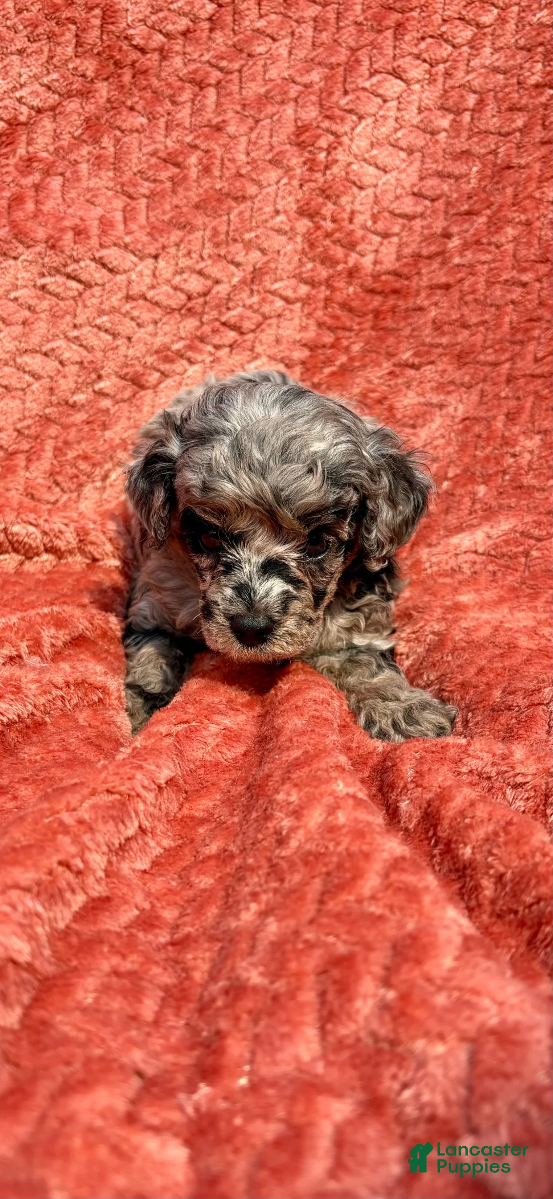 Mixed Breed dogs for sale: Mini poodle Breed 1 - Ad 1