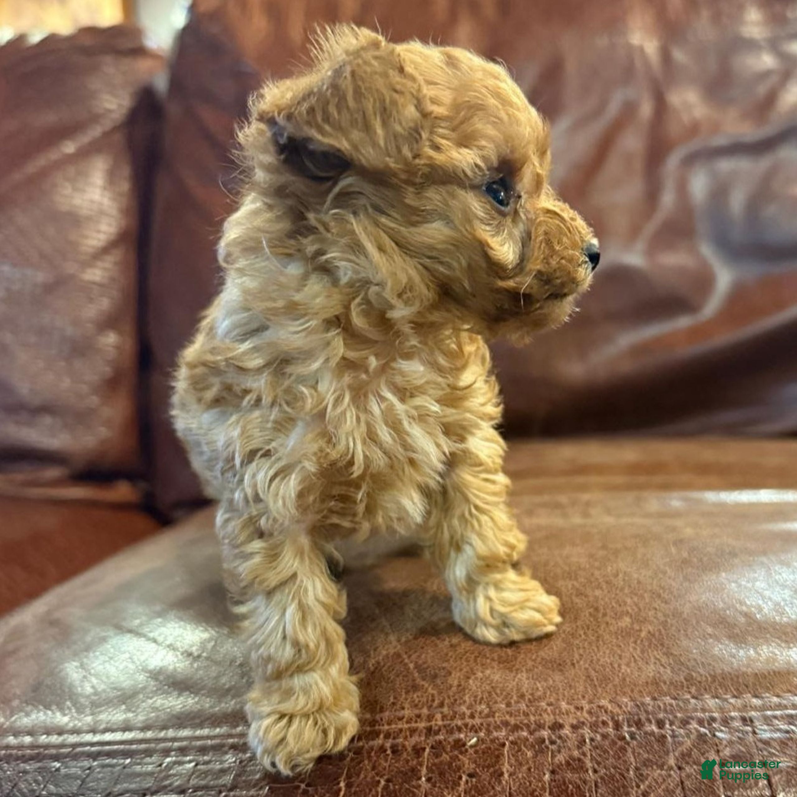 Toy Poodle dogs Digger  - Ad 2