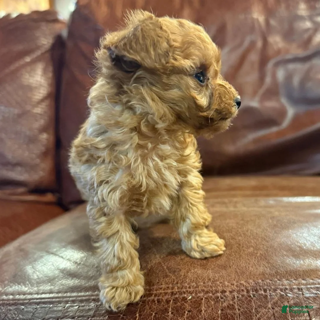 Toy Poodle dogs for sale: Digger  - Ad 2
