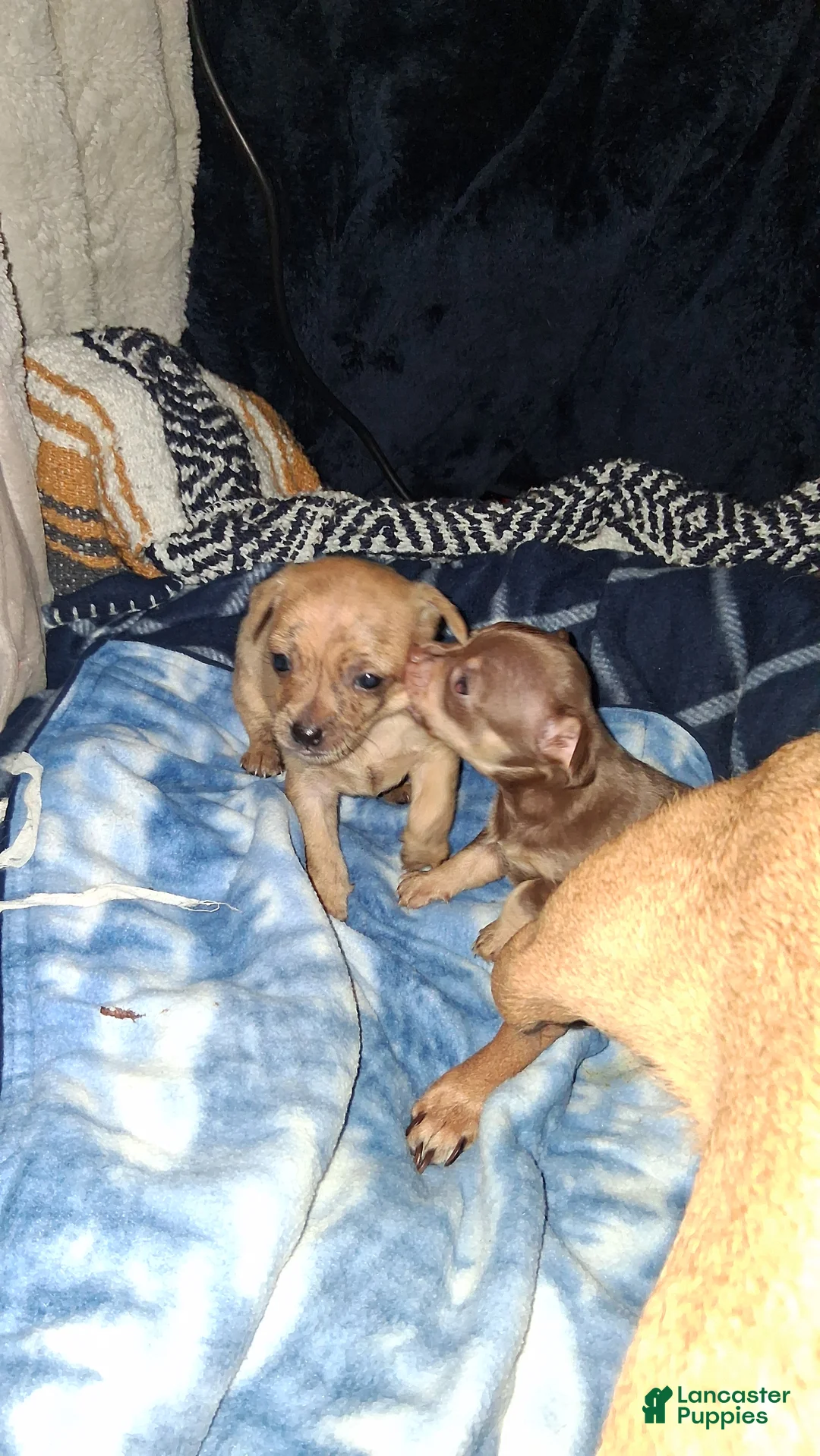 Chihuahua dogs for sale: Tank - Ad 2