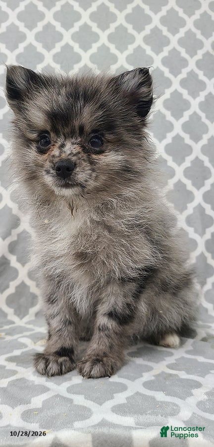 Pomeranian dogs for sale: Aden - Ad 2