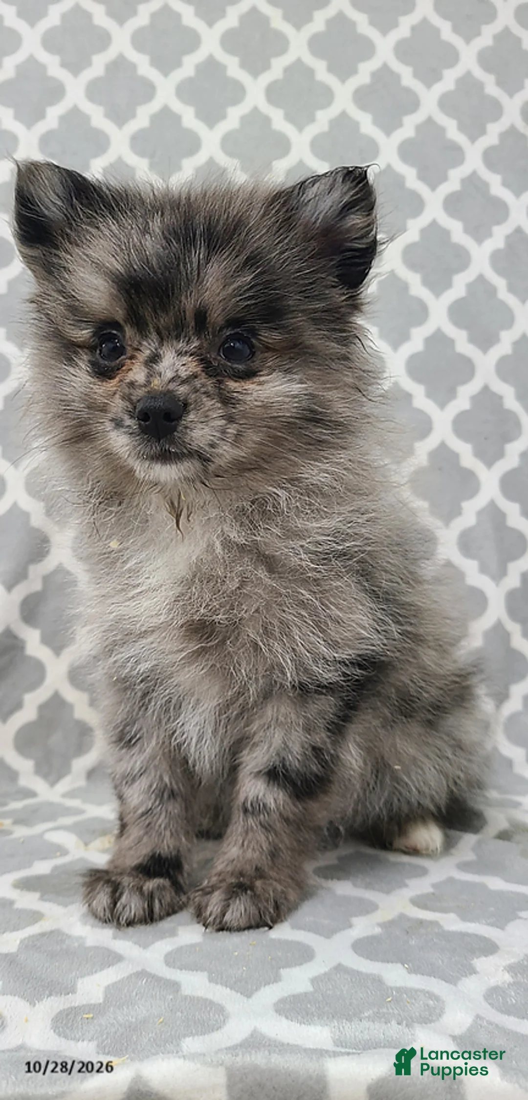 Pomeranian dogs for sale: Aden - Ad 2