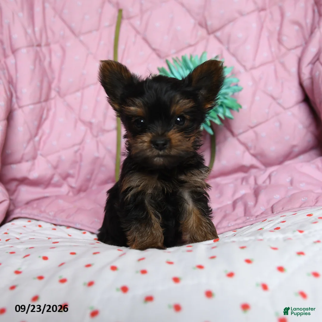 Yorkshire Terrier dogs for sale: Nutmeg - Ad 1