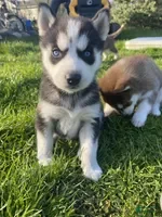 Siberian Husky dogs Siberian Husky Puppy 4 - Ad 19
