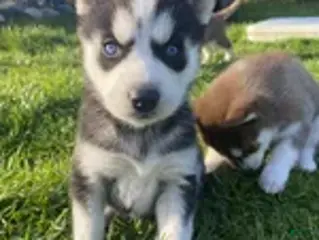 Siberian Husky dogs Siberian Husky Puppy 4 - Ad 19