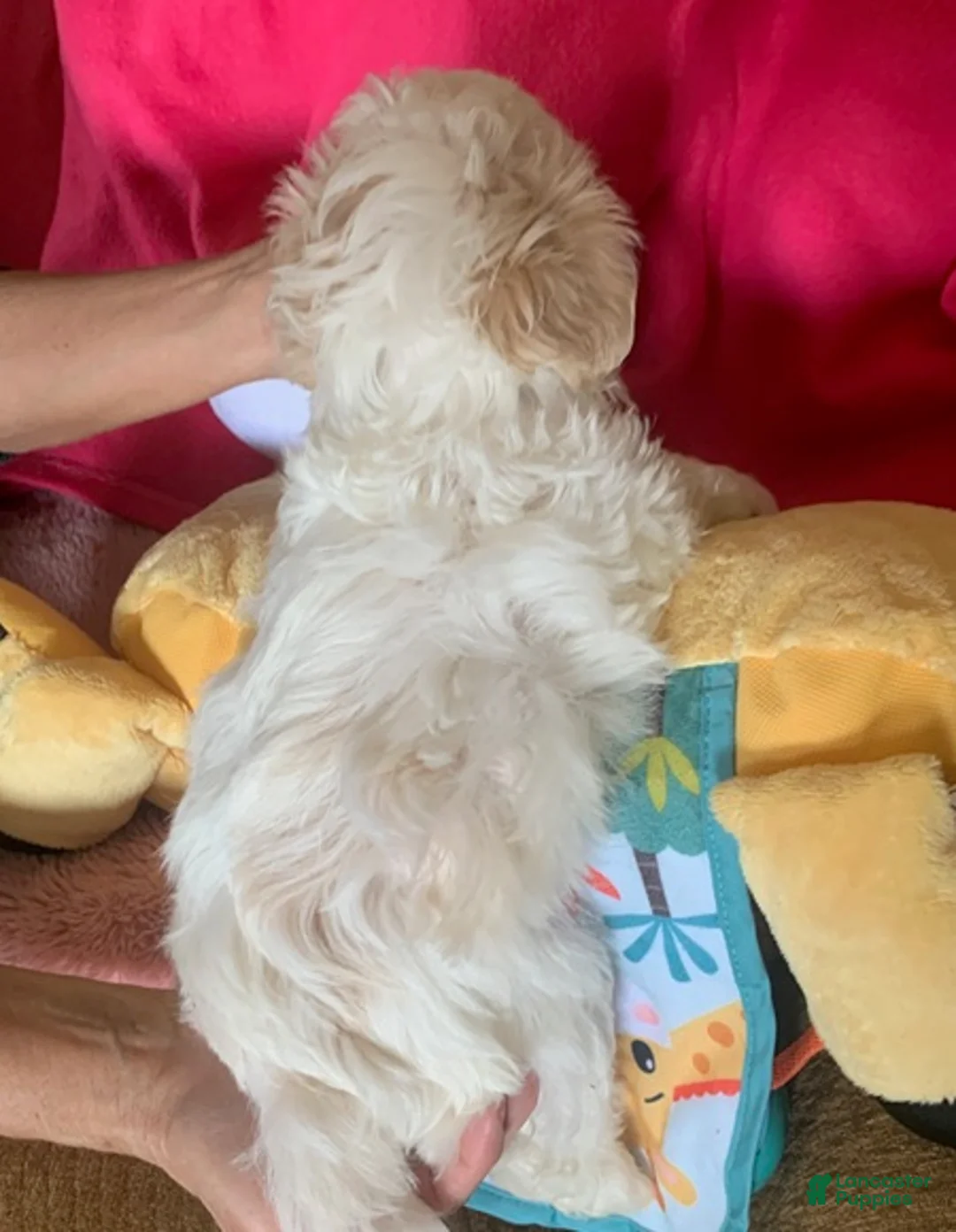 Shihpoo dogs for sale: Shihpoo Puppy 2 - Ad 2