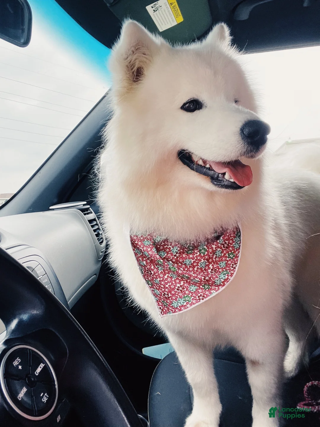 Samoyed dogs for sale: Maverick - Ad 5