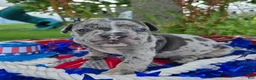 Olde English Bulldogge dogs for sale: Chase - Ad 1
